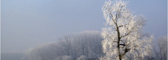 iarna
