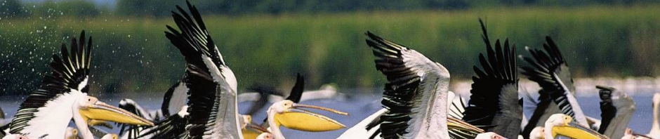 pelicani delta dunarii