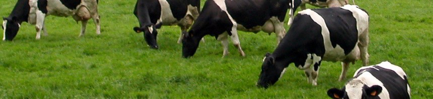 bovine