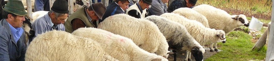 ciobani