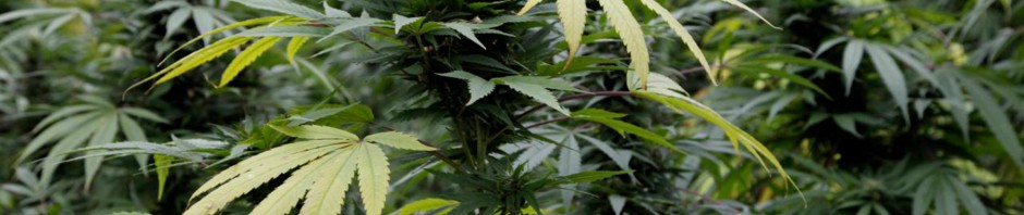 marijuana