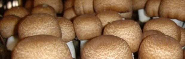ciuperca