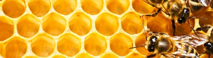 propolis