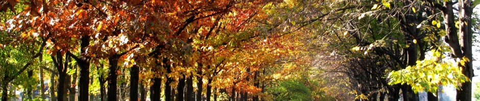 toamna parc