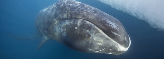 balena
