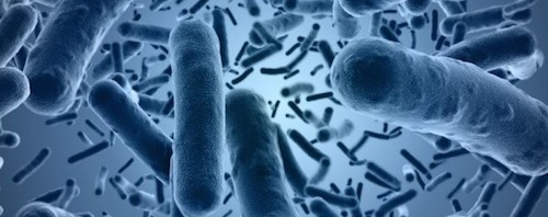 bacterii