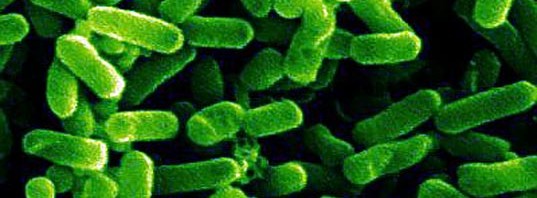 e coli