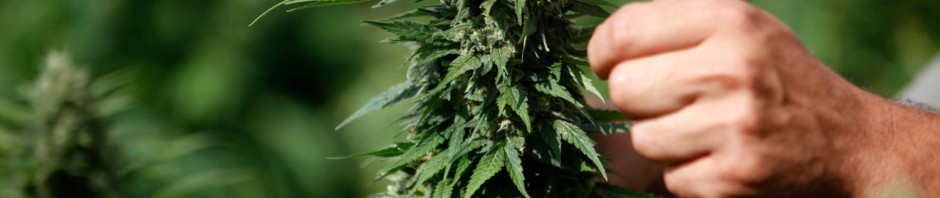 marijuana