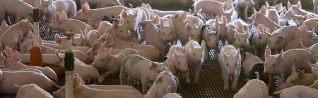 porci