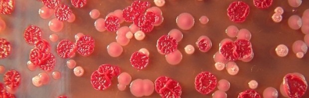 melioidoza