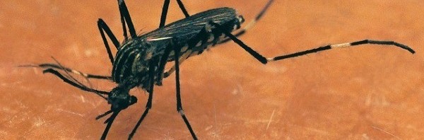 zika-virus