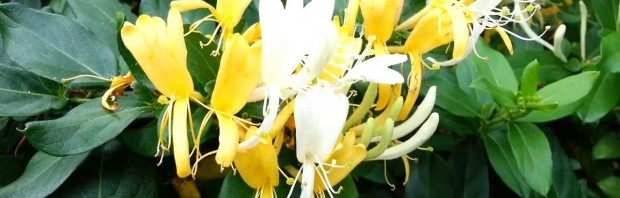 planta