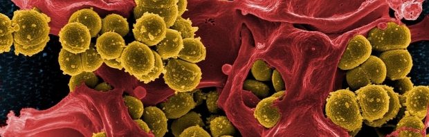 bacterie ulcer