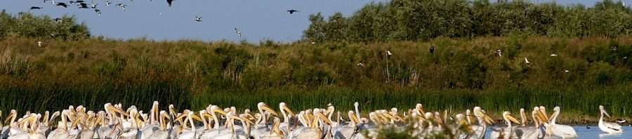 pelicani delta dunarii
