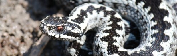 vipera