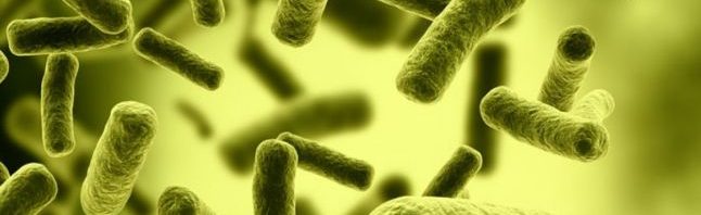 bacteria