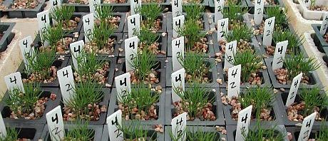 cercetare agricola