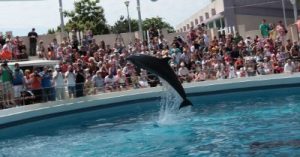delfinariu