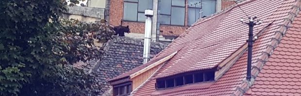 urs-sibiu