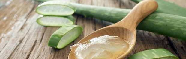 aloe vera