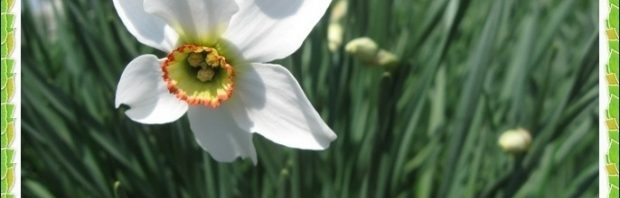 florii