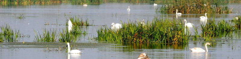parcul natural comana