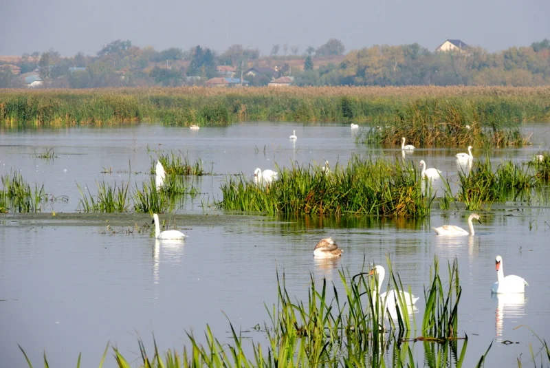 Parcul Natural Comana, paradisul păsărilor și al plantelor