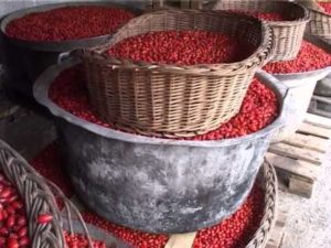 fructe de padure