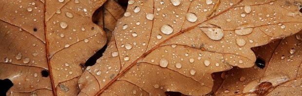 meteo