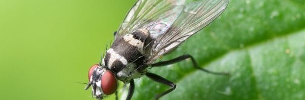 musca