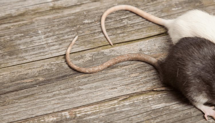 decesaapelezilaultrasunetepentruexterminarearozatoarelor